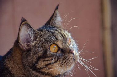 Pembe bir arka plan üzerinde uzun bıyık ile güzel oyun oynayan kedi