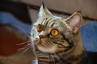 Sabah güneşin keyfini komik tekir kedi