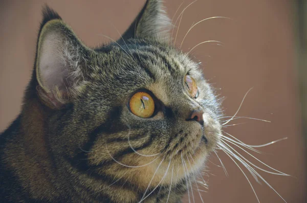 Niedliche Gestromte Katze Mit Großen Bernsteinfarbenen Augen — Stockfoto
