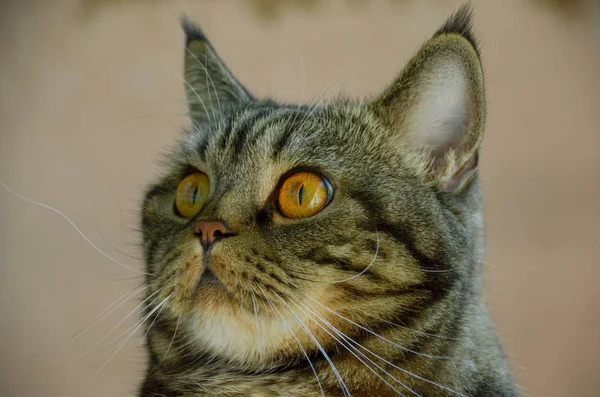 Funny striped cat muzzle close up — Stock Photo, Image