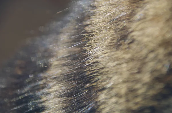 Capelli di gatto caldo morbido in mattina soleggiata — Foto Stock