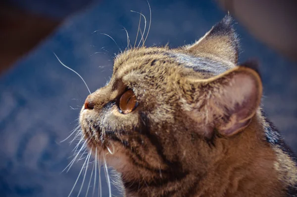 Lustige gestromte Katze sonnt sich in der Morgensonne — Stockfoto