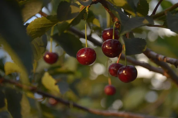 Bright ripe harvest of cherry in evening garden