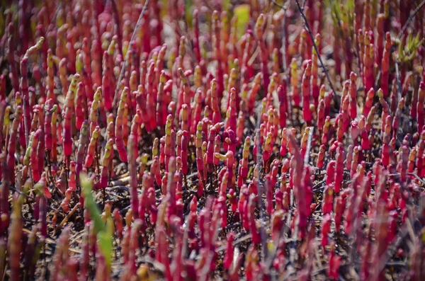 Bright red succulentson salt lake in sunny morning — Stock Photo, Image