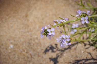Parlak mor etli çiçek altın kum zemin, güneşli gün sahilde küçük çiçekler