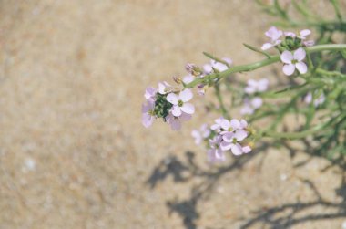 Yaz aylarında kum arka plan üzerinde oldukça küçük menekşe etli çiçek