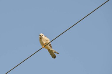 Teller üzerinde oturan ve avlarına seyir parlak beyaz kırmızı ayaklı şahin 