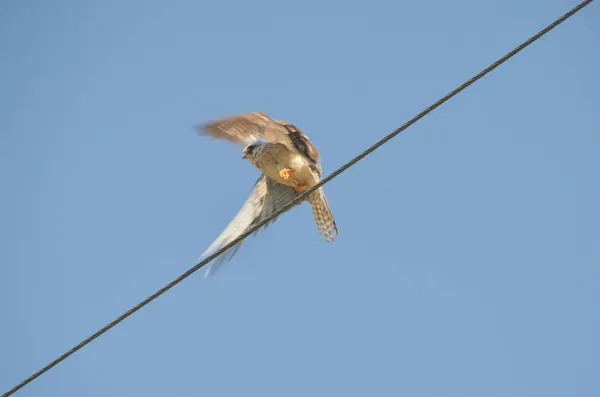 Falcon de patas rojas despega de alambre en la mañana soleada — Foto de Stock