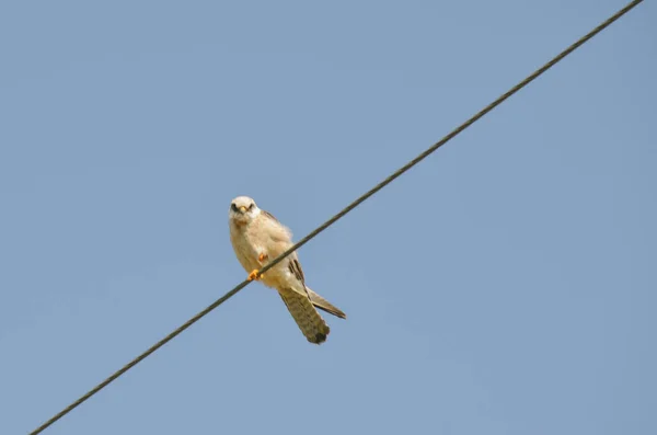Brillante halcón de patas rojas blanco sentado en cables y buscando presas — Foto de Stock