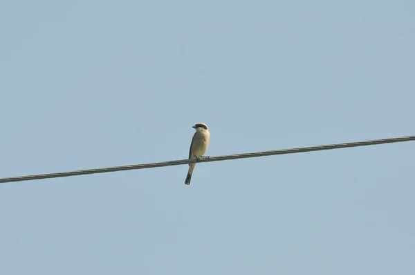 Bonito pájaro cantor sentado en los cables, teta pendulina en la mañana — Foto de Stock