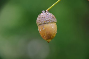 Meşe palamudu erken sonbaharda yeşil zemin üzerine