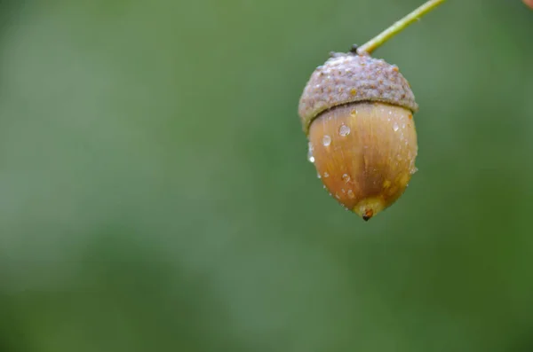 緑の森の背景に水の滴をドングリをクローズ アップ — ストック写真