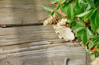 Yeşillik vintage ahşap arka plan üzerinde yabani üzüm
