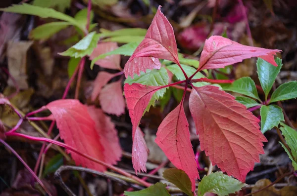 Ярко-красная ветвь винограда осенью в сельской местности — стоковое фото