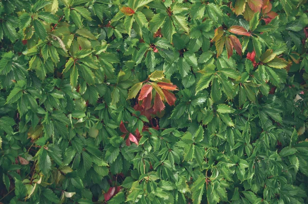 インディー スタイルで秋の野生のブドウ、フェンスに登って — ストック写真