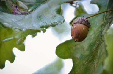 Meşe palamutları meşe ile erken sonbahar yaprakları