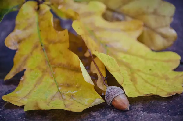 Žalud žluté podzim listí zblízka — Stock fotografie