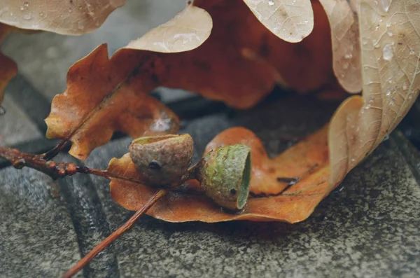 Background with acorns and fall leaves on the stone background. Rainy autumn concept. — Stock Photo, Image
