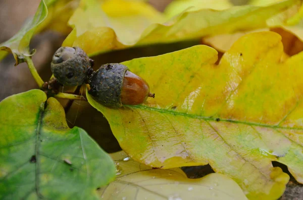 Jasných žaludů na žluté listí počátkem podzimu, spadají koncept — Stock fotografie