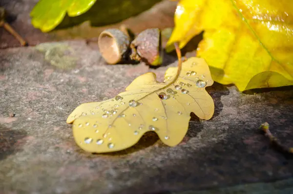 Bella foglia di quercia gialla con gocce di pioggia su un terreno — Foto Stock