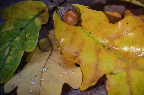 Zářivě žluté dubové listy a žaludy po dešti počátkem podzimu — Stock fotografie