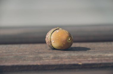 Parlak küçük meşe palamudu sonbahar sabahı kahverengi ahşap bankta