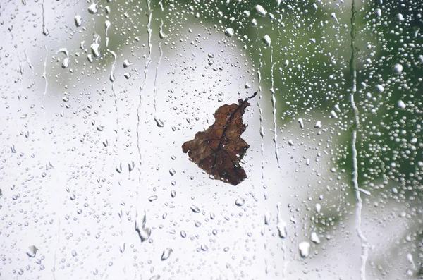Folha de carvalho seco em vidro de janela na chuva de outono — Fotografia de Stock