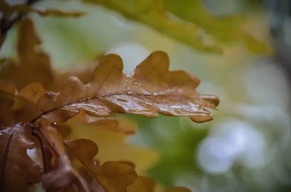 Разноцветная ветвь с дубовыми листьями под дождем ранней осенью — стоковое фото