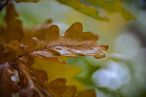 Jasny żółty dąb pozostawia pod deszczu w lesie jesienią — Zdjęcie stockowe