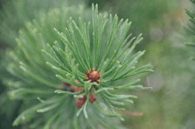 Parlak köknar dalı ile damla yağmur sonbahar ormandaki sonra