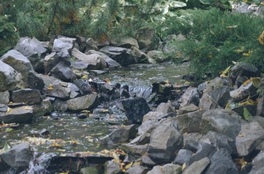 Sonbahar ormandaki pitoresk basamaklı şelale 