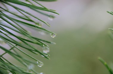 Kristal temiz yağmur damlaları iğne çam ağacının üzerinde