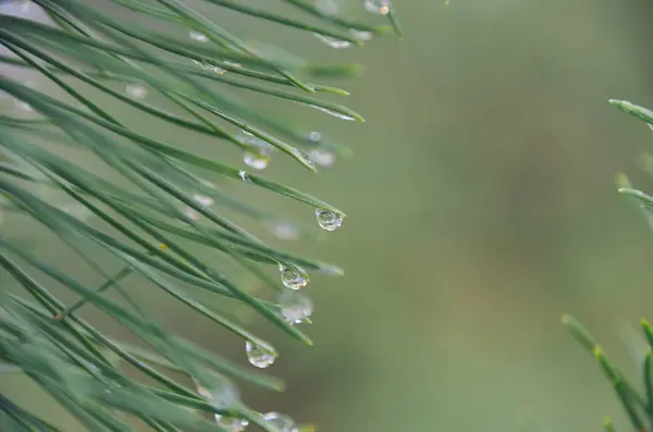 Raindrops on needles of pine tree in autumn forest — Stock Photo, Image