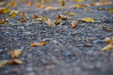 Yağmur sonrası sarı düşen yapraklar sonbahar park parlak sokak kaplı