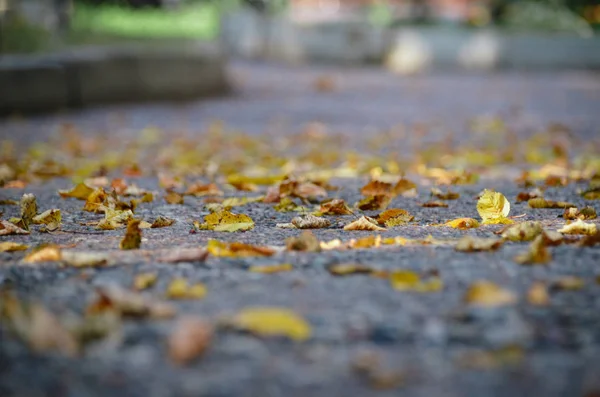 Яскрава алея з осіннім листям після дощу — стокове фото