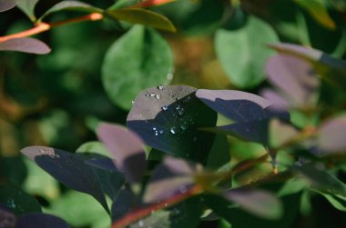Güneşli sonbahar sabahı yağmur ile parlak mor bitki damla