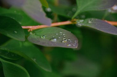 Parlak mor yaprakları ile yağmur damlaları sonbahar park