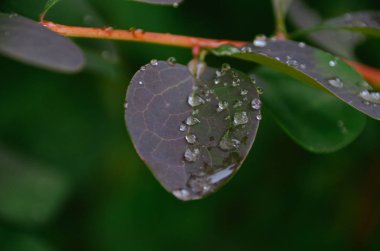 Sonbahar Park'ta yağmur ile parlak mor yaprak düşer
