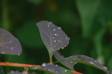 Parlak mor yaprakları ile sonbahar ormandaki yağmur sonra su damlaları