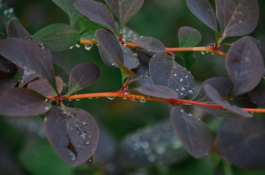 Parlak Mor yağmur damlaları ile sonbaharda Bahçe bırakır
