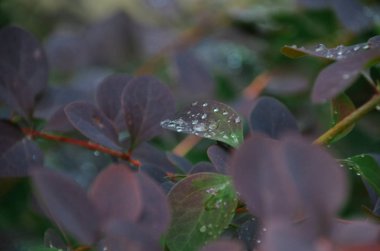 Parlak mor yaprakları ile sonbahar ormandaki yağmur sonra su damlaları