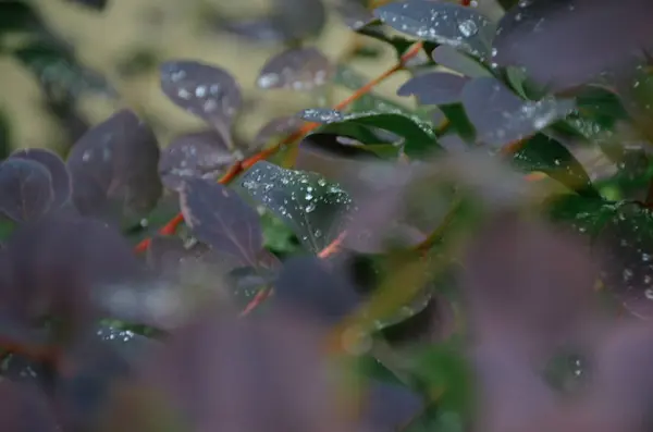 Ljusa violblad med droppar vatten efter regn i höstens skog — Stockfoto