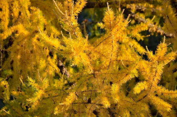 Close up of beautiful larch tree branch with bright yellow needles — Stock Photo, Image