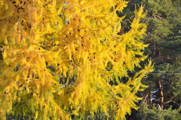 黄色的落叶松闪耀着它炽热的光芒 — 图库照片