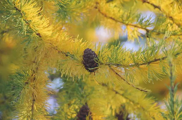 Autumn bright yellow needles of larch with cones in sunny morning — Stock Photo, Image