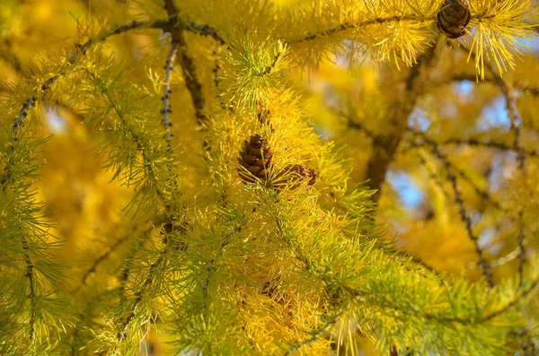 Beautiful yellow larch branch at sunny autumn day — Stock Photo, Image