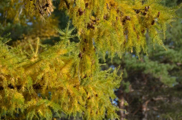 Bright yellowing larch in late autumn sunny morning on dark green pine background — Stock Photo, Image