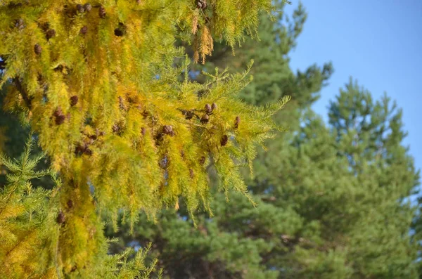 Larch tree branch with yellow needles late in autumn. — Stock Photo, Image