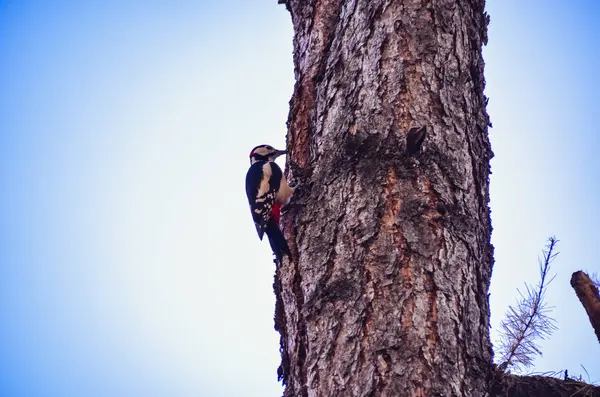 Lindo pájaro carpintero en el árbol. Gran pájaro carpintero manchado - Dendrocopos medius — Foto de Stock