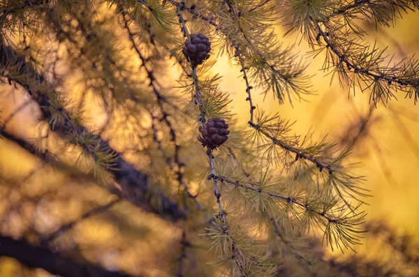Bright branches of larch with cones at autumn sunset forest — Stock Photo, Image